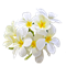 티아레 꽃